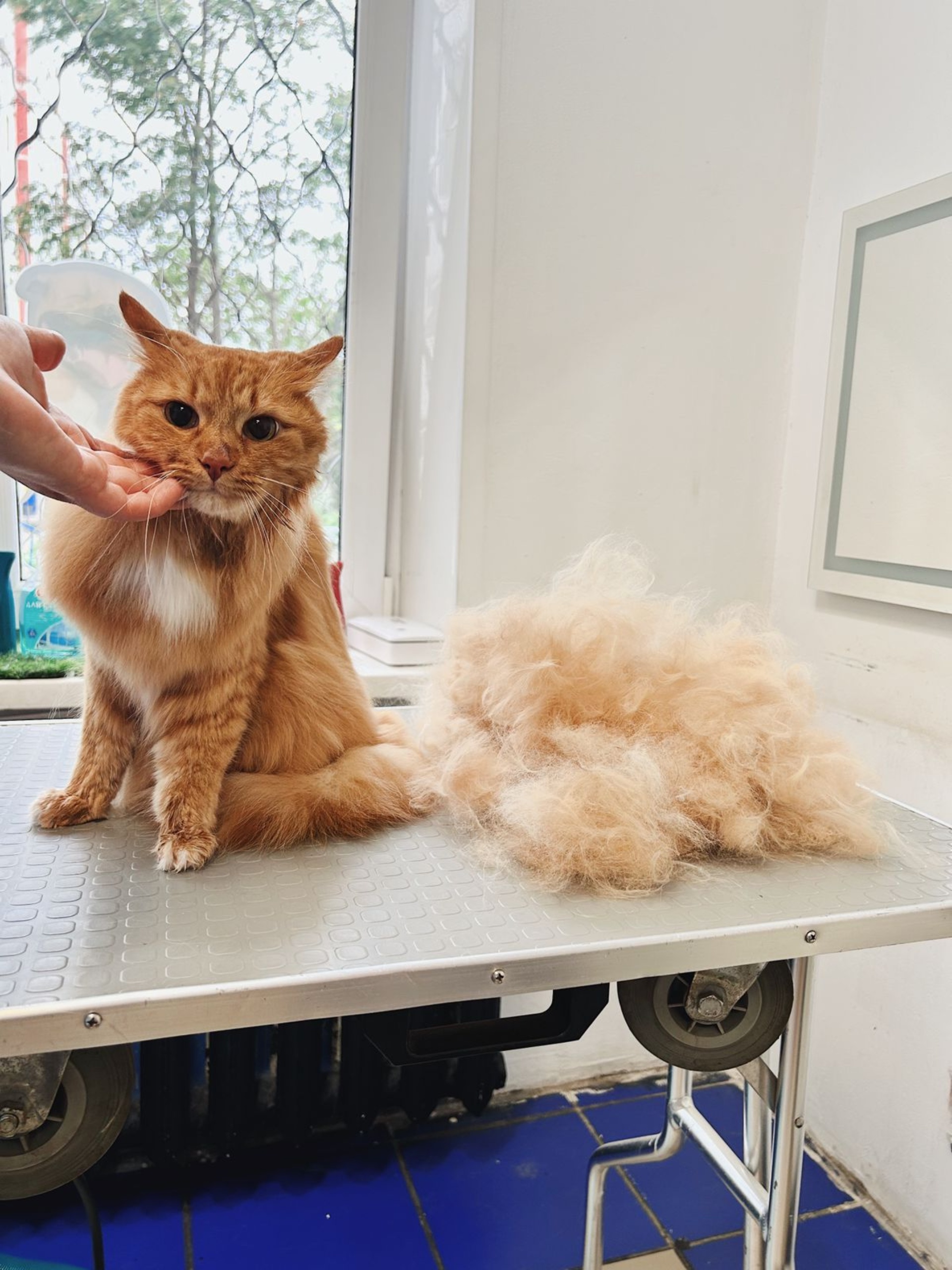 Pet grooming, 32-й комплекс, 1, Набережные Челны — 2ГИС