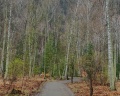 Pinewood resort&SPA: отзыв от Алексей К