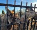 Усадьба Яхрома: отзыв от Мария Балдакова