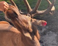 Deer farm: отзыв от Anna Stone
