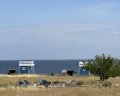Полынь: отзыв от Анастасия Бренинг