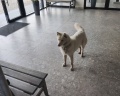 Клевер: отзыв от Андрей Макотра