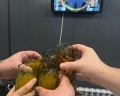 Манжерок365: отзыв от Станислав Игоревич