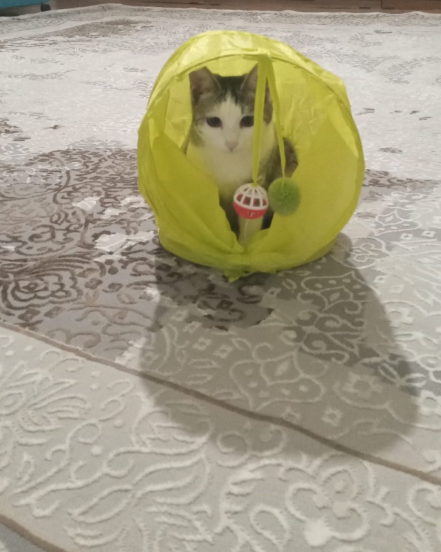 Сиськи, кеуде, әдемі, эротикалық, блять Анасының пискасын қырып жатқан порно видео