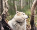 Северное сияние: отзыв от Айше Омарова