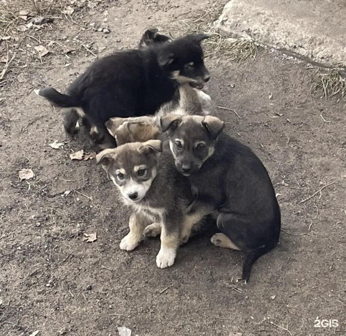 Ивановский городской общественный фонд по спасению животных, Дуниловское  шоссе, 71а, Иваново — 2ГИС