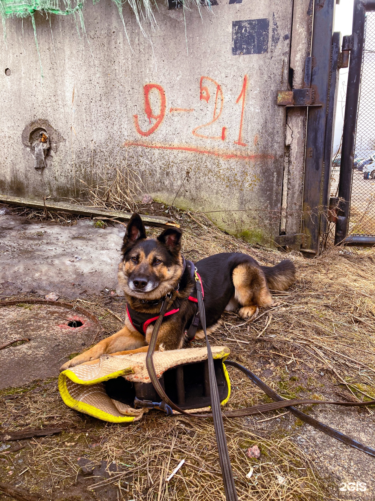 Wunderhund, магазин амуниции для дрессировки собак, Дачный проспект, 17 к4,  Санкт-Петербург — 2ГИС