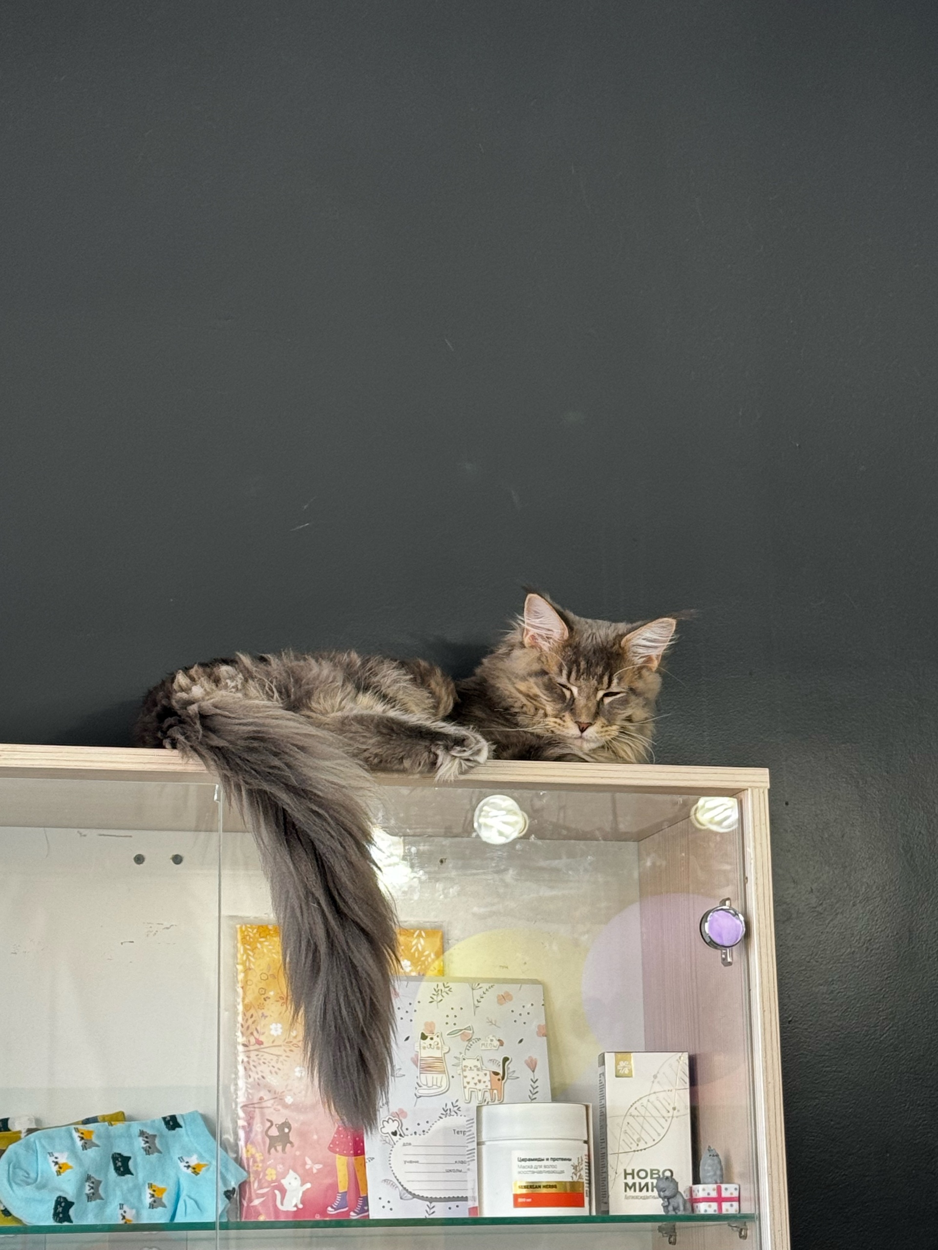 Meowcatcafe, улица Илияс Омаров, 27, Астана — 2ГИС