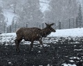 Cosmos Collection Altay Resort: отзыв от Мария Овчаренко