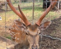 Deer farm: отзыв от Anna Stone