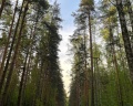 Парк «Сосновка»: отзыв от Городской житель