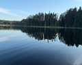 Папоротник: отзыв от Софья Кривощекова
