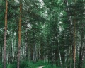 Sunny valley: отзыв от Светлана Денисова