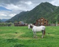АлтайДача22: отзыв от Юлия Н