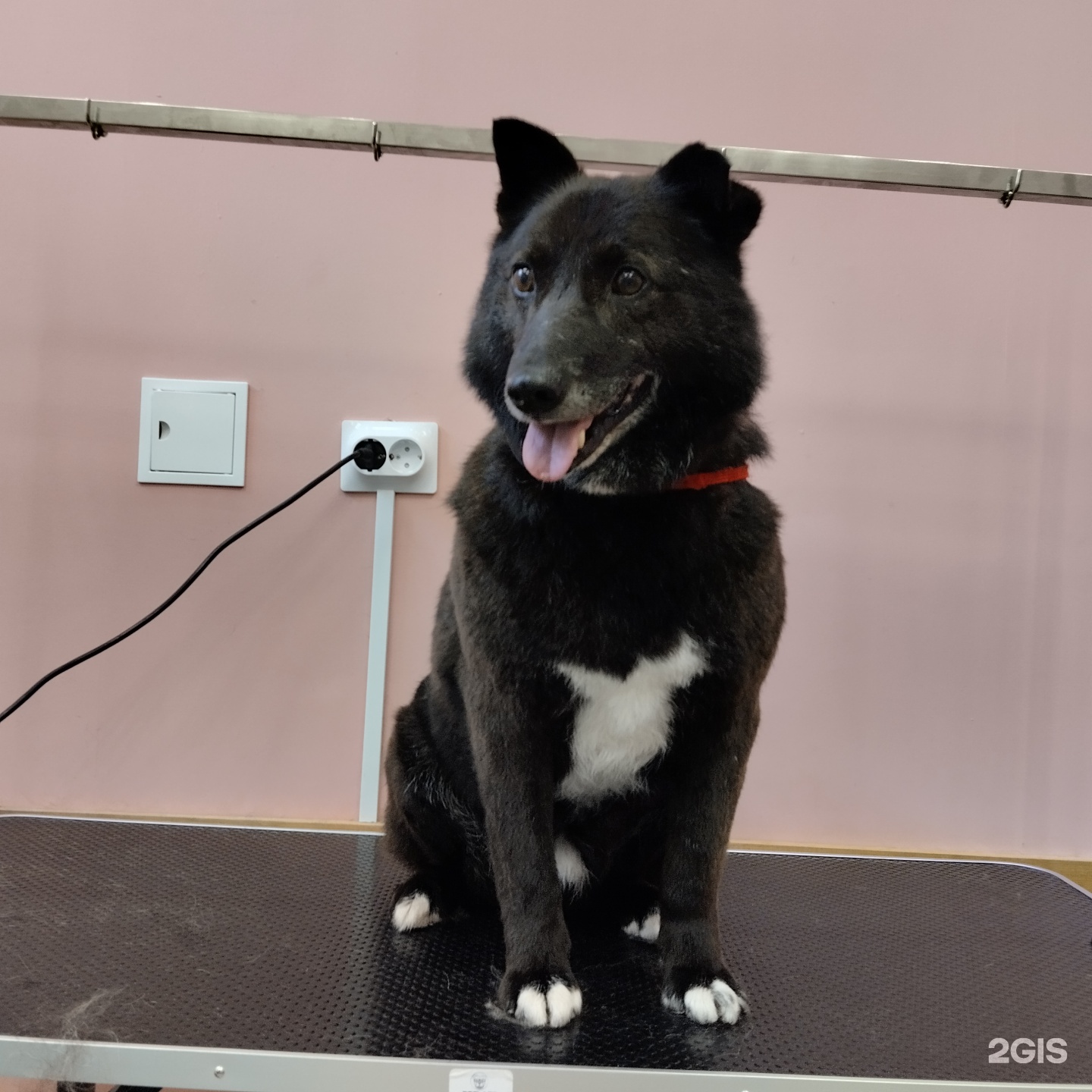 Pet spa, груминг-салон, площадь Ленина, 3, Архангельск — 2ГИС