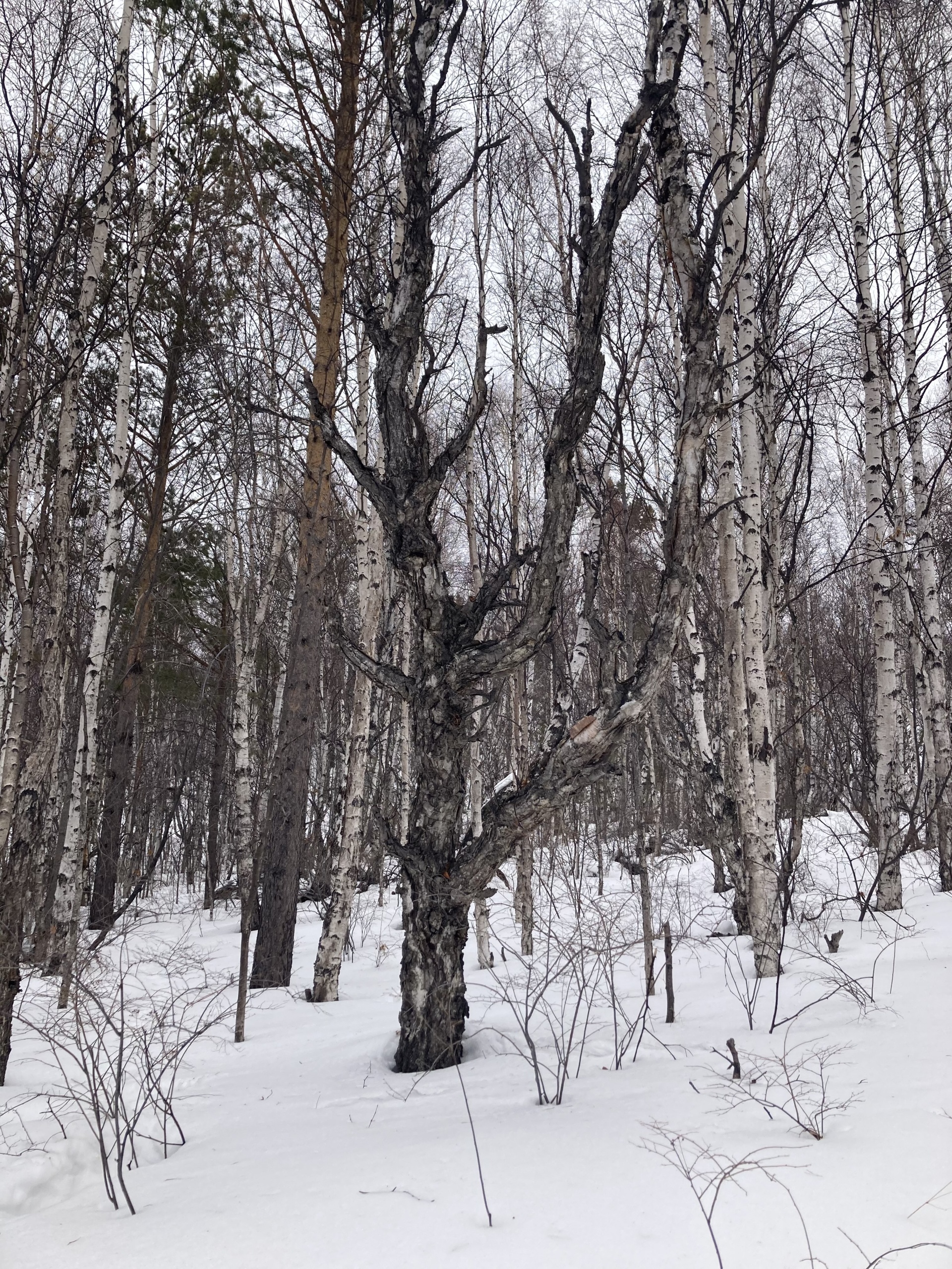 Дом на Байкале, гостевой дом, Байкальская улица, 11а, пос. Байкал (порт) —  2ГИС