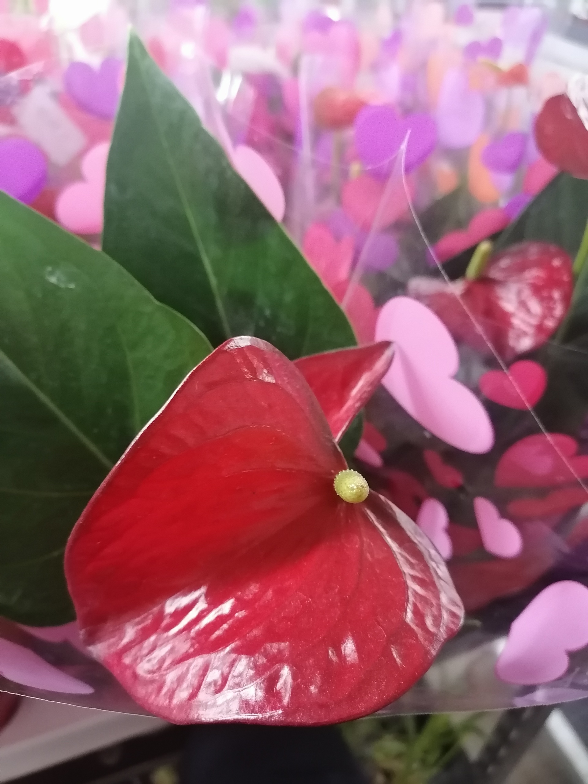 Флоравиль бирюлево доставка цветов калининград роза