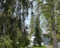 Vyritsa Village: отзыв от Polya Emelina