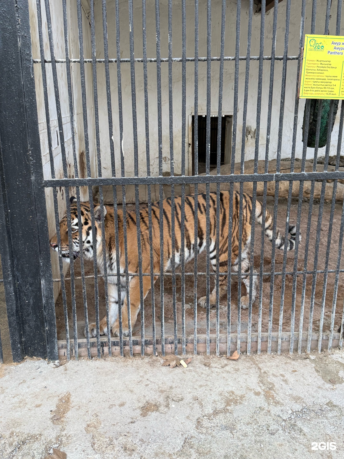 Порно: Әйелі бір топ ер адамдармен күйеуін алдайды