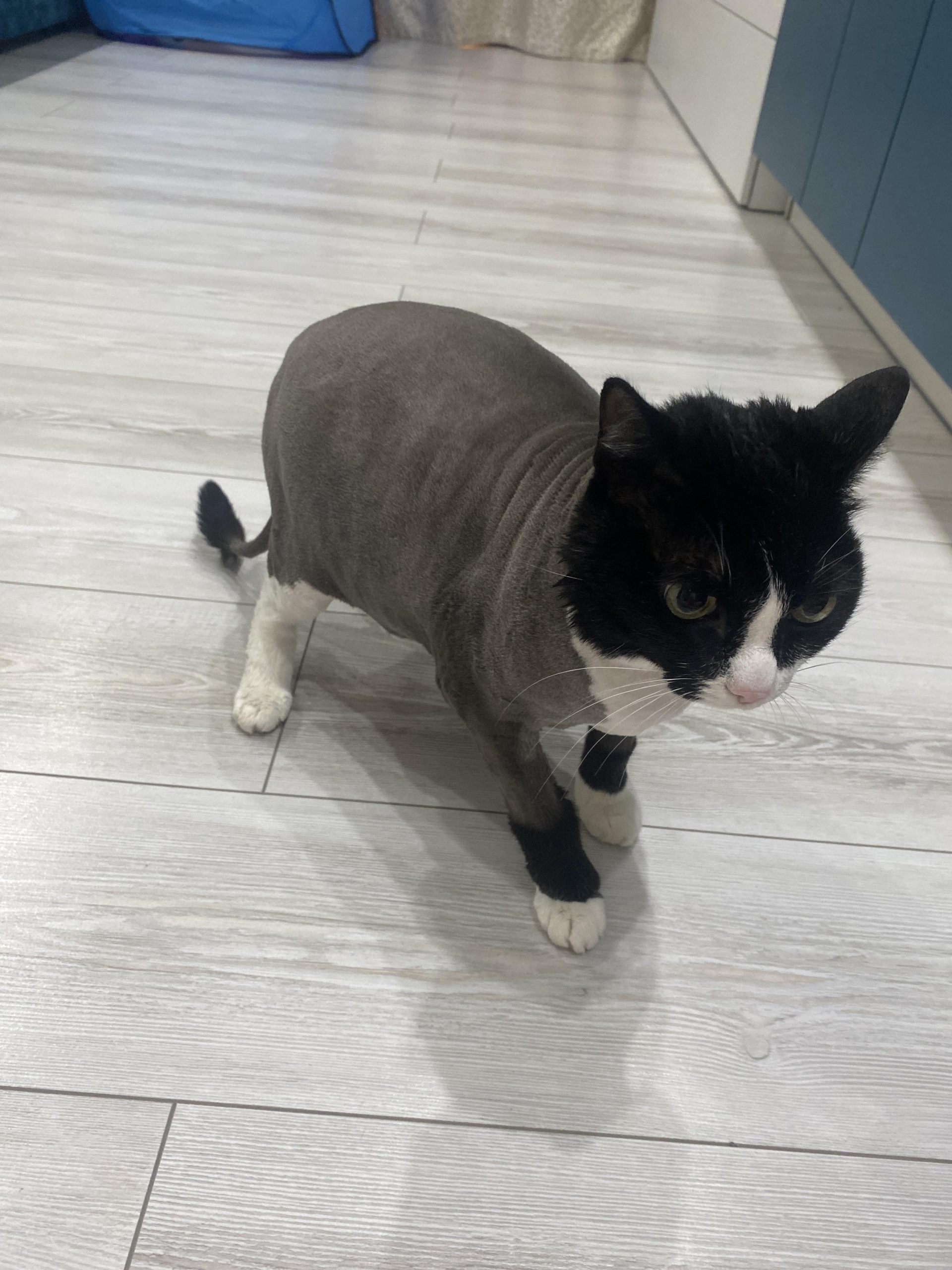 BarberCat, Энергостроителей, 25 к2, Тюмень — 2ГИС