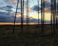 Сосновый бор: отзыв от Александр Алексеев