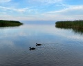 Виттех: отзыв от Ирина Лебедева