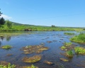 Лукоморье: отзыв от Валерия Котяновна