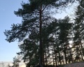 Репино Парк Отель: отзыв от Александра Викторова