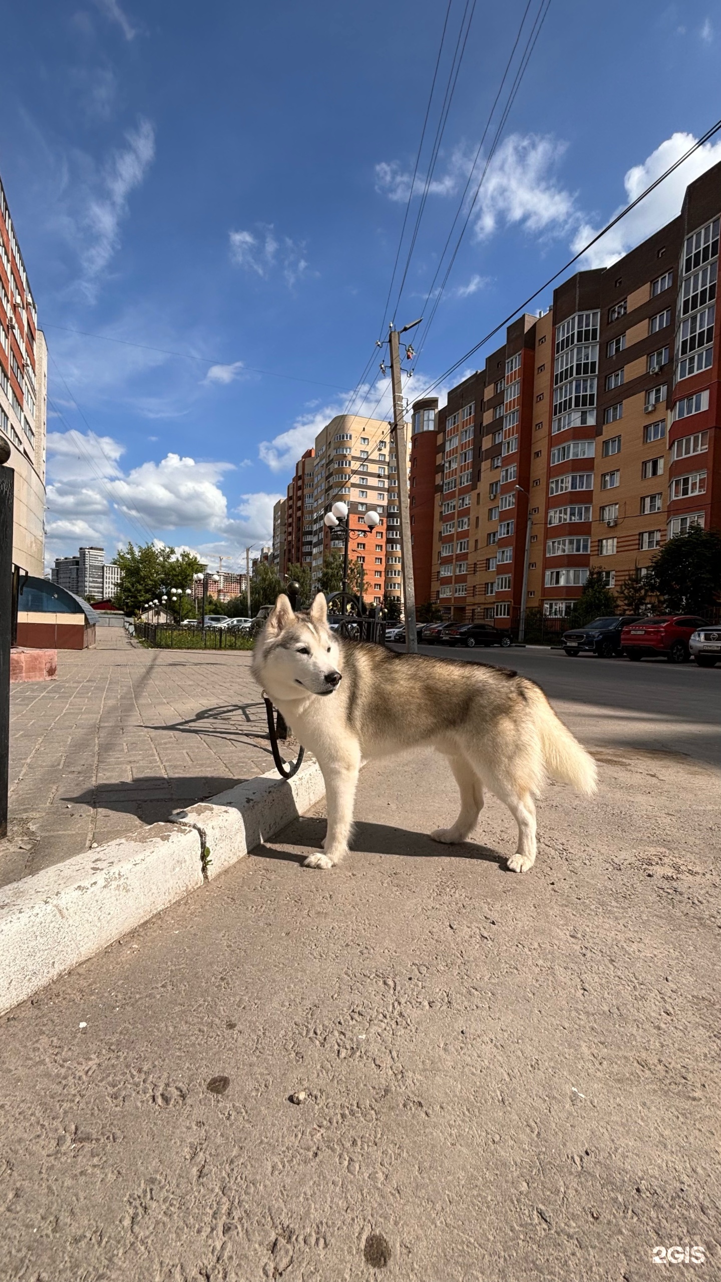 Цезарь, зоосалон, ЖК Вишнёвые сады, улица Вишнёвая, 21 к2, Рязань — 2ГИС