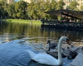 Сквер «Патриаршие пруды»: отзыв от Антонина Булыгина