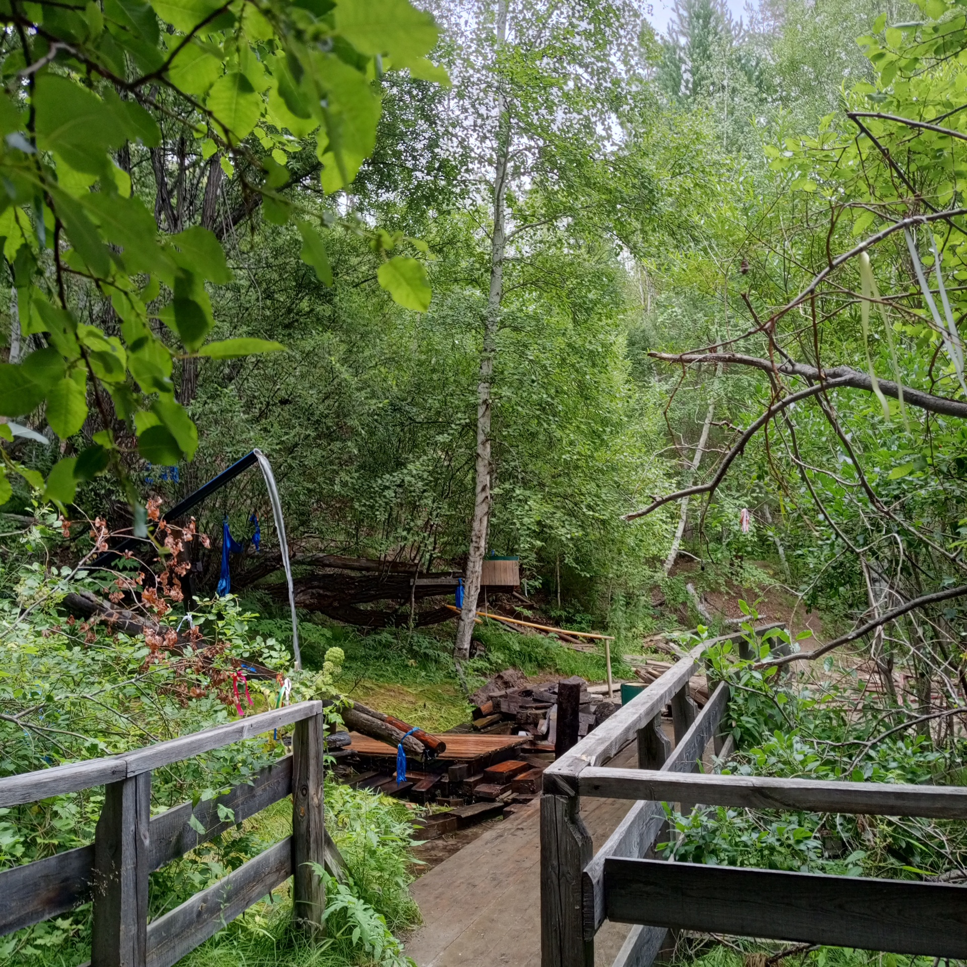 Yetuk toliq mushuk suratlar