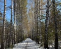 Дендропарк: отзыв от Ирина