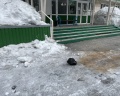 Ромашка: отзыв от Михаил Макашов