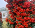 Капустяная балка: отзыв от Катя Миронова