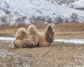 Причалъ Балыклей: отзыв от Xnei