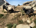 Весёлое подворье: отзыв от Оксана Елисеева