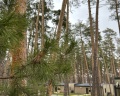Pioneer Resort Hotel: отзыв от Виктория Михайлова