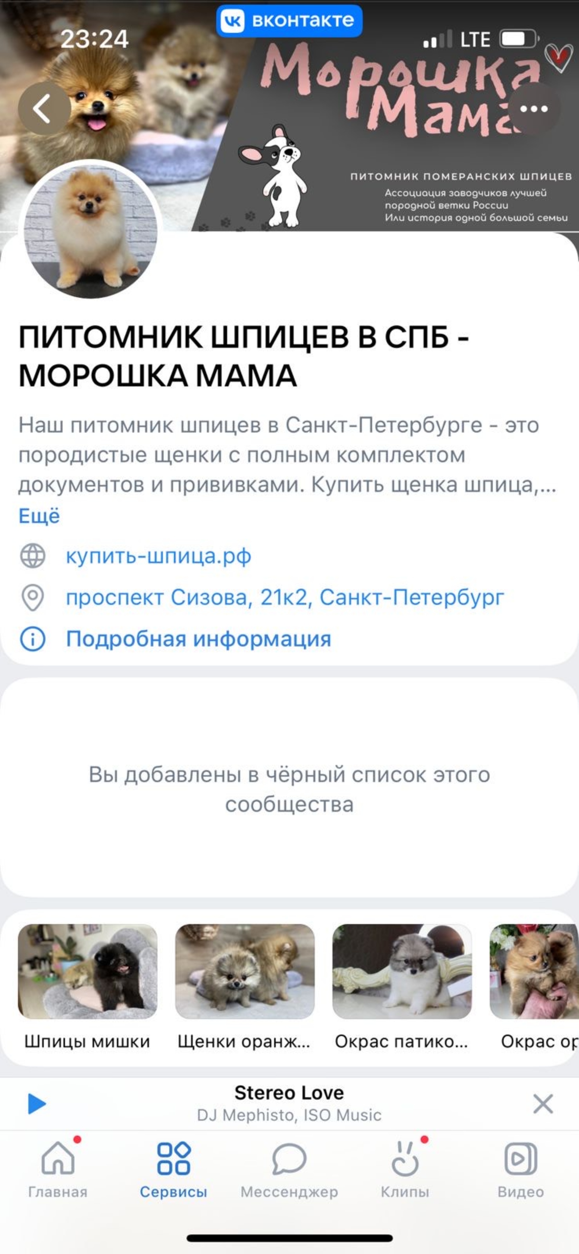 Морошка мама, питомник шпицев, МЦ Круиз, Комендантский проспект, 4 к2 лит  А, Санкт-Петербург — 2ГИС