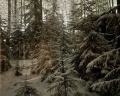 Korbi: отзыв от Кай