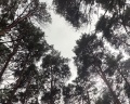 Мечта: отзыв от Татьяна Мирнова