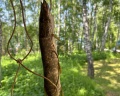 Стрелинка: отзыв от Елена Смирнова