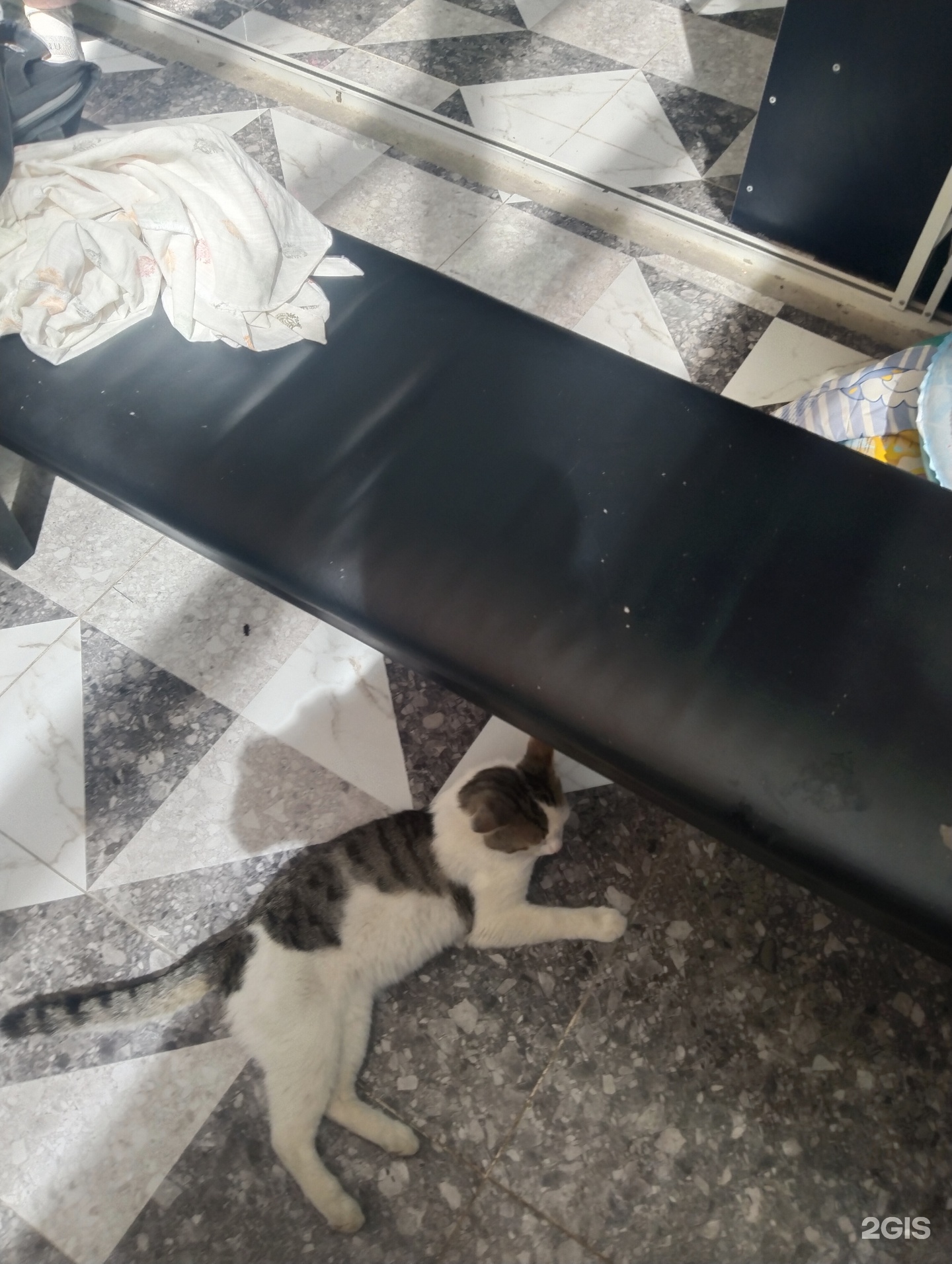 Таңқурай сиськи фотосы