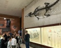 Палеонтологический музей: отзыв от Екатерина Селиванова