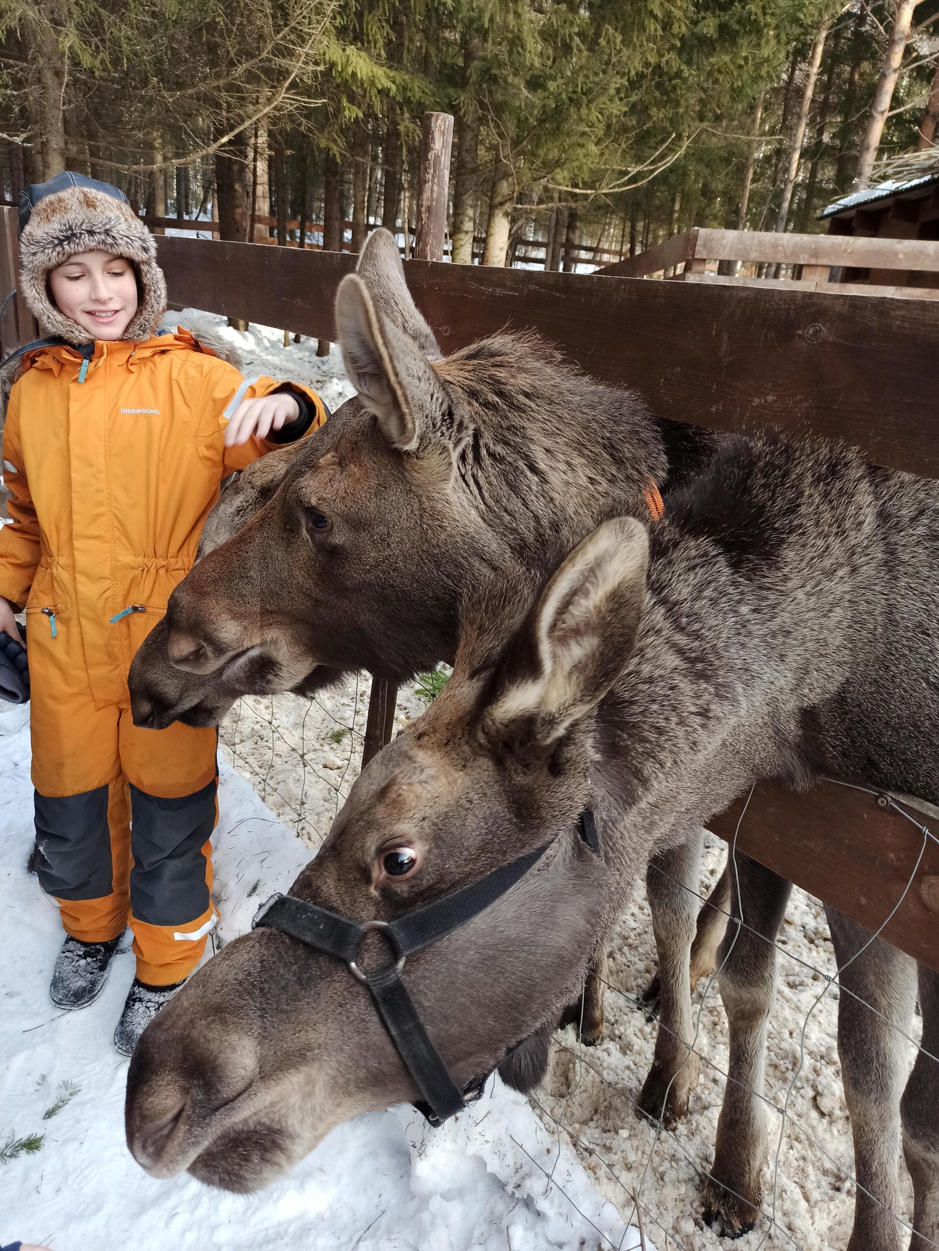 Сохатка, дом лося, НП Зюраткуль, 2, Саткинский муниципальный округ — 2ГИС