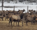 Cosmos Collection Altay Resort: отзыв от Владимир Прохоренко