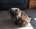 Крыжовник: отзыв от User Galaxy