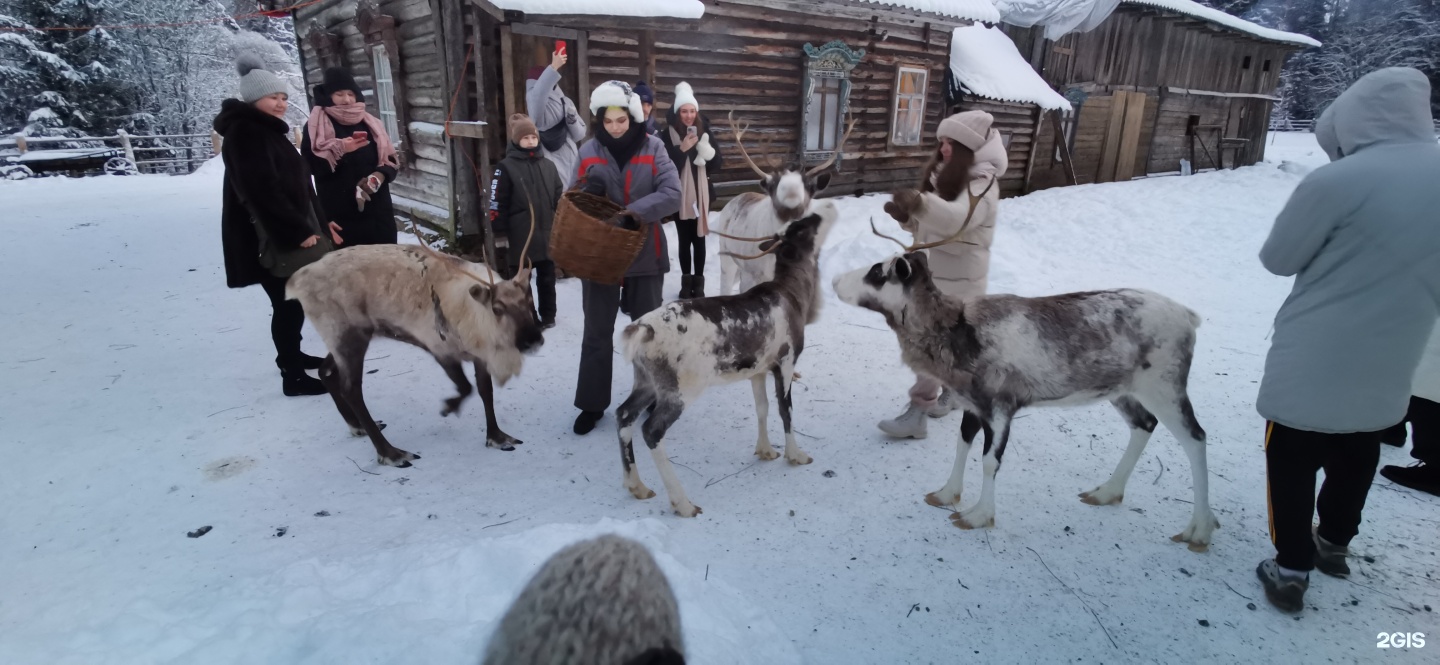 Мендсары ленинградская область лесная избушка