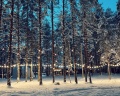 New Camp: отзыв от Городской житель
