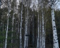 The Lagom: отзыв от Dasha Volkova