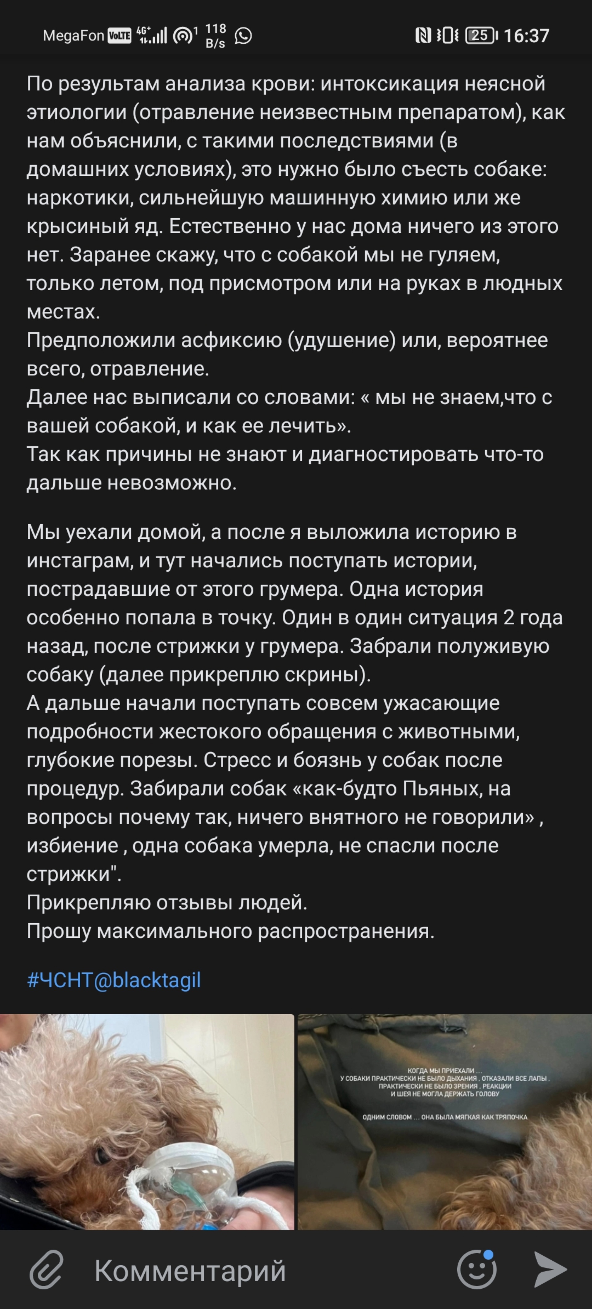 Гав и мяу, клубный зоомагазин, Октябрьский проспект, 2, Нижний Тагил — 2ГИС